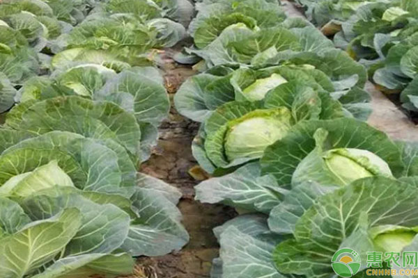 包菜一般幾月份播種？-圖片版權(quán)歸惠農(nóng)網(wǎng)所有