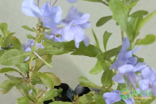 藍(lán)雪花養(yǎng)殖方法與技巧-圖片版權(quán)歸惠農(nóng)網(wǎng)所有