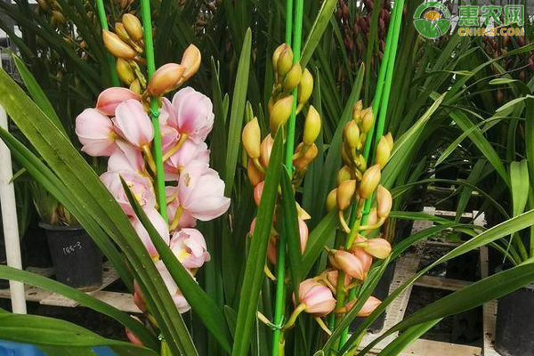 大花蕙蘭的養(yǎng)護(hù)方法-圖片版權(quán)歸惠農(nóng)網(wǎng)所有