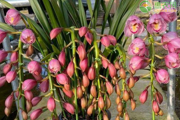 大花蕙蘭的養(yǎng)護(hù)方法-圖片版權(quán)歸惠農(nóng)網(wǎng)所有
