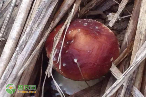 大球蓋菇露地栽培技術-圖片版權歸惠農網所有