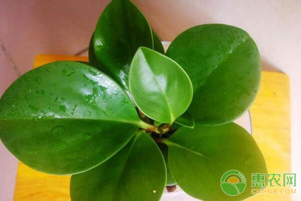豆瓣綠的養(yǎng)護(hù)方法和修剪-圖片版權(quán)歸惠農(nóng)網(wǎng)所有