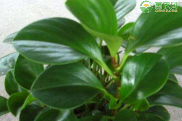 豆瓣綠的養(yǎng)護(hù)方法和修剪-圖片版權(quán)歸惠農(nóng)網(wǎng)所有