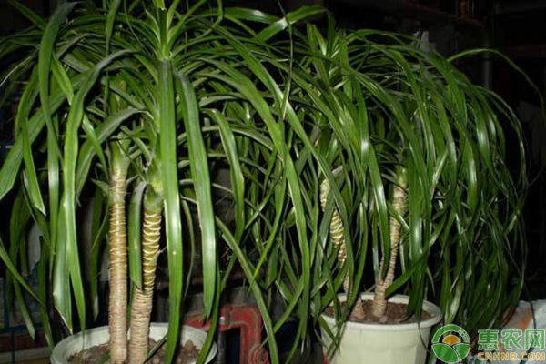 龍須樹(shù)的養(yǎng)護(hù)技巧-圖片版權(quán)歸惠農(nóng)網(wǎng)所有
