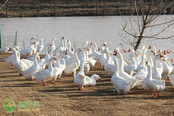 鵝怎么養(yǎng)殖方法-圖片版權(quán)歸惠農(nóng)網(wǎng)所有