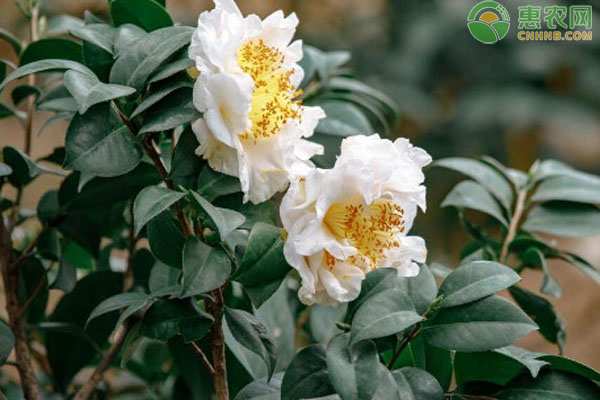 茶花養(yǎng)護技巧-圖片版權歸惠農網(wǎng)所有