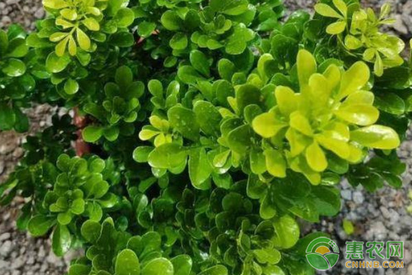 米蘭不開花的原因和解決方法-圖片版權歸惠農(nóng)網(wǎng)所有