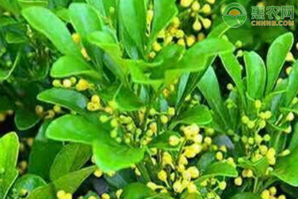米蘭不開花的原因和解決方法-圖片版權歸惠農(nóng)網(wǎng)所有