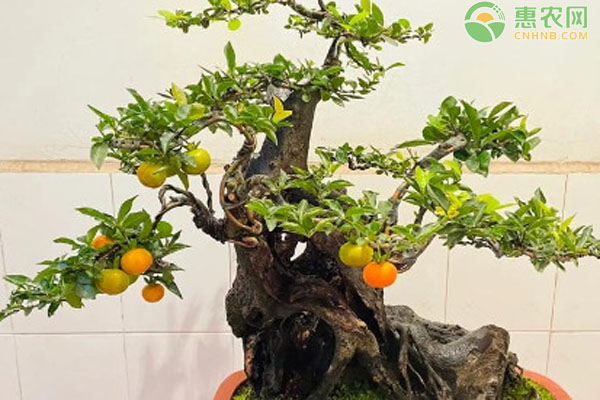 換盆后金彈子盆景的養(yǎng)護(hù)方法有哪些？-圖片版權(quán)歸惠農(nóng)網(wǎng)所有
