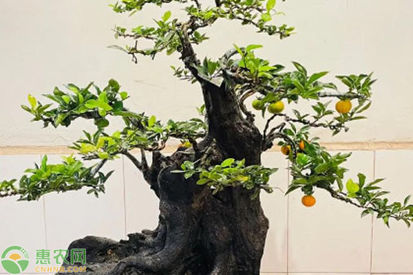 換盆后金彈子盆景的養(yǎng)護(hù)方法有哪些？-圖片版權(quán)歸惠農(nóng)網(wǎng)所有
