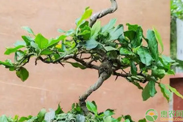 換盆后金彈子盆景的養(yǎng)護(hù)方法有哪些？-圖片版權(quán)歸惠農(nóng)網(wǎng)所有