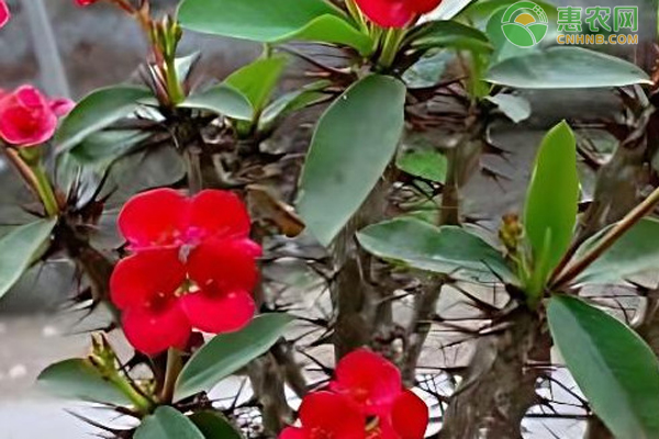 虎刺梅不開花的原因和解決方法-圖片版權(quán)歸惠農(nóng)網(wǎng)所有