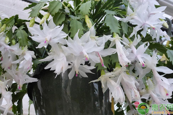 蟹爪蘭不開花的原因和解決方法-圖片版權(quán)歸惠農(nóng)網(wǎng)所有