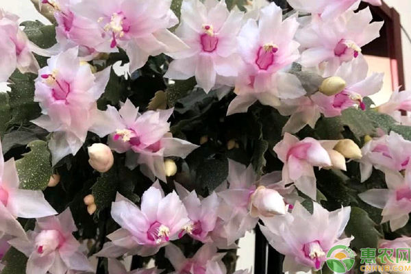 蟹爪蘭不開花的原因和解決方法-圖片版權(quán)歸惠農(nóng)網(wǎng)所有