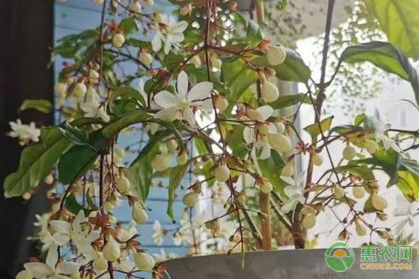 垂絲茉莉葉子發(fā)黃是什么原因？-圖片版權(quán)歸惠農(nóng)網(wǎng)所有