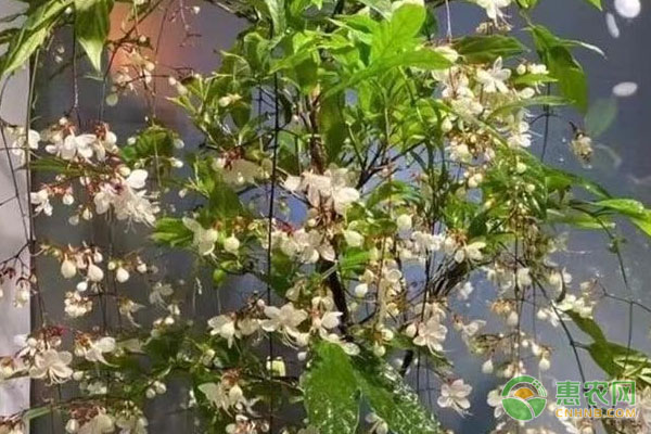 垂絲茉莉葉子發(fā)黃是什么原因？-圖片版權(quán)歸惠農(nóng)網(wǎng)所有
