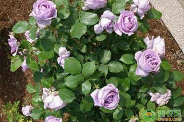北方地栽月季花冬天怎么過冬？-圖片版權(quán)歸惠農(nóng)網(wǎng)所有