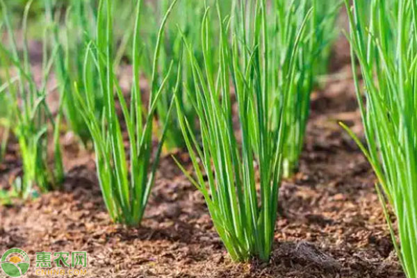 小蔥一年可以種幾茬？-圖片版權(quán)歸惠農(nóng)網(wǎng)所有