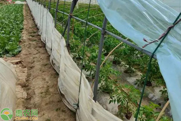 大棚番茄一年種幾茬？-圖片版權(quán)歸惠農(nóng)網(wǎng)所有
