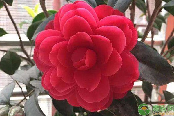 茶花葉尖枯焦是什么原因？-圖片版權(quán)歸惠農(nóng)網(wǎng)所有