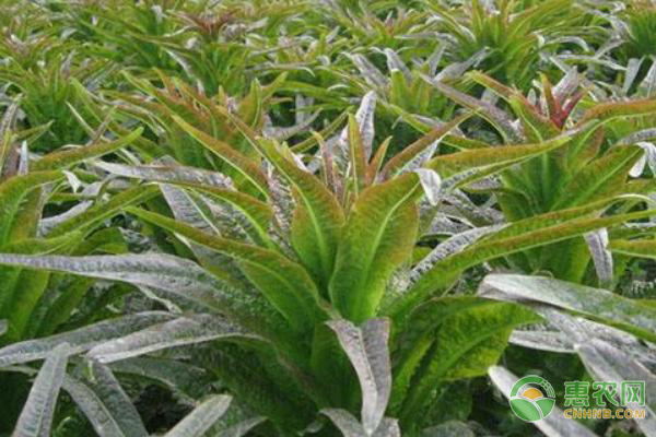 山東露天越冬的萵苣種植-圖片版權(quán)歸惠農(nóng)網(wǎng)所有