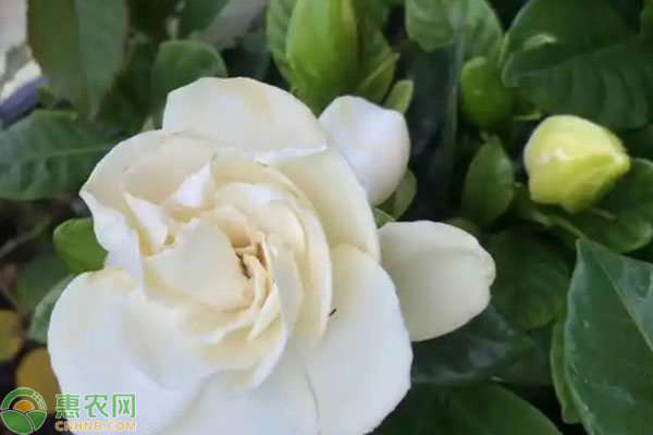 梔子花什么時(shí)候修剪比較好？-圖片版權(quán)歸惠農(nóng)網(wǎng)所有