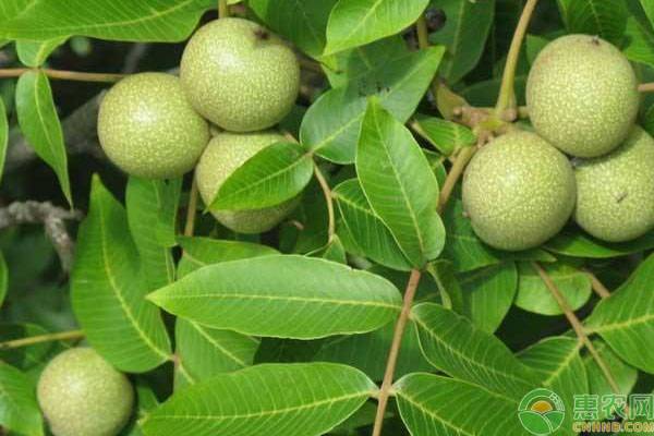 核桃樹正確修剪方法-圖片版權(quán)歸惠農(nóng)網(wǎng)所有