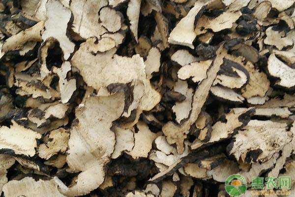 茯苓種植技術(shù)與栽培管理-圖片版權(quán)歸惠農(nóng)網(wǎng)所有