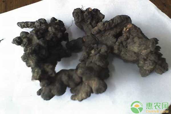 茯苓種植技術(shù)與栽培管理-圖片版權(quán)歸惠農(nóng)網(wǎng)所有