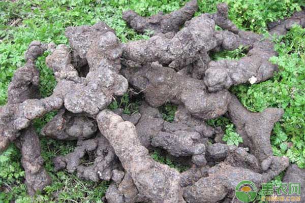 茯苓種植技術(shù)與栽培管理-圖片版權(quán)歸惠農(nóng)網(wǎng)所有