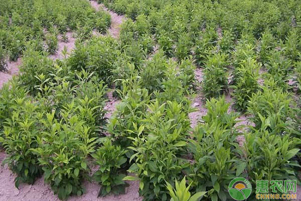 蒼術的種植方法-圖片版權歸惠農(nóng)網(wǎng)所有