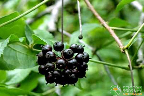 刺五加種植技術(shù)和方法-圖片版權(quán)歸惠農(nóng)網(wǎng)所有