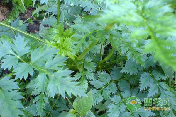 川芎的種植方法和技術(shù)-圖片版權(quán)歸惠農(nóng)網(wǎng)所有