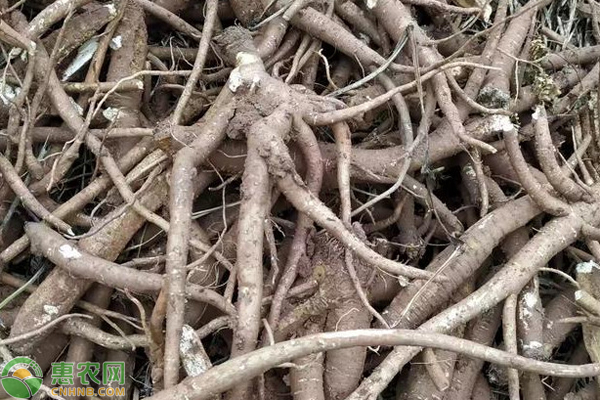 當歸的種植技術與栽培管理-圖片版權歸惠農(nóng)網(wǎng)所有