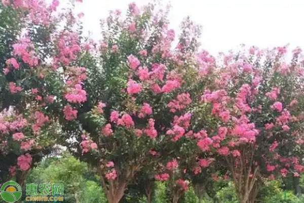 大花紫薇栽培養(yǎng)護(hù)技術(shù)-圖片版權(quán)歸惠農(nóng)網(wǎng)所有