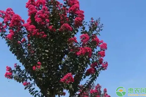 大花紫薇栽培養(yǎng)護(hù)技術(shù)-圖片版權(quán)歸惠農(nóng)網(wǎng)所有