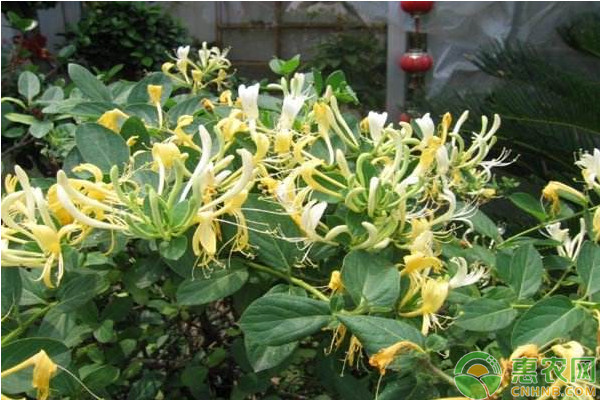 金銀花的種植栽培技術(shù)-圖片版權(quán)歸惠農(nóng)網(wǎng)所有