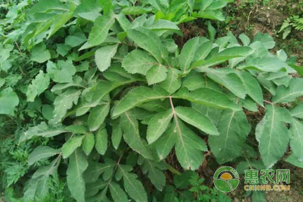 當歸的種植技術與栽培管理-圖片版權歸惠農(nóng)網(wǎng)所有