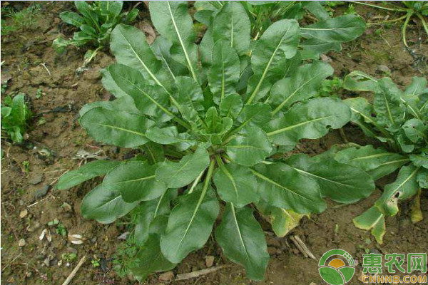 板藍(lán)根種植栽培技術(shù)-圖片版權(quán)歸惠農(nóng)網(wǎng)所有