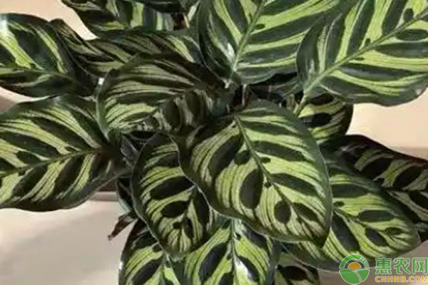 彩虹竹芋的養(yǎng)殖方法和注意事項(xiàng)-圖片版權(quán)歸惠農(nóng)網(wǎng)所有
