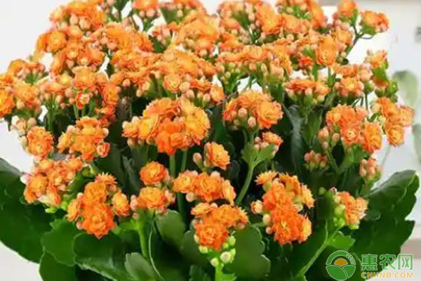 長壽花冬季怎么養(yǎng)？-圖片版權(quán)歸惠農(nóng)網(wǎng)所有