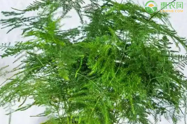 文竹怎么養(yǎng)殖長得好？-圖片版權(quán)歸惠農(nóng)網(wǎng)所有