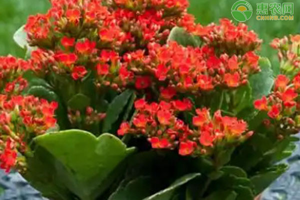 長壽花冬季怎么養(yǎng)？-圖片版權(quán)歸惠農(nóng)網(wǎng)所有