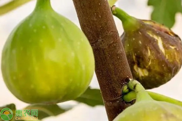 无花果树栽培需要打什么药？-图片版权归惠农网所有