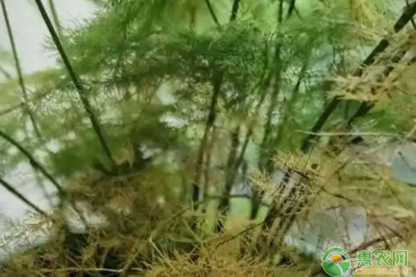 文竹怎么養(yǎng)殖長得好？-圖片版權(quán)歸惠農(nóng)網(wǎng)所有