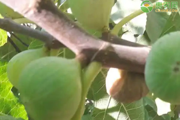 无花果树栽培需要打什么药？-图片版权归惠农网所有