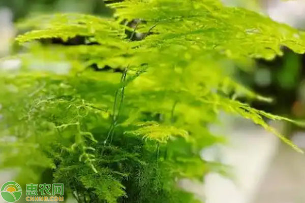 文竹怎么養(yǎng)殖長得好？-圖片版權(quán)歸惠農(nóng)網(wǎng)所有