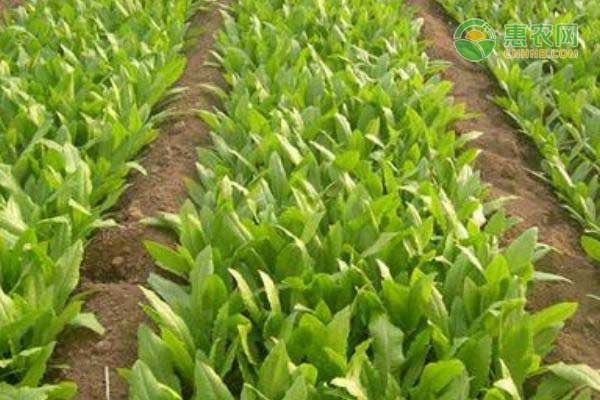 油麥菜冬天可以種嗎？-圖片版權(quán)歸惠農(nóng)網(wǎng)所有