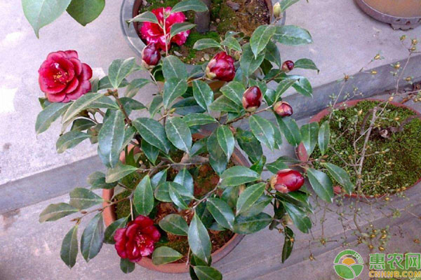 山茶花養(yǎng)殖方法和注意事項(xiàng)-圖片版權(quán)歸惠農(nóng)網(wǎng)所有