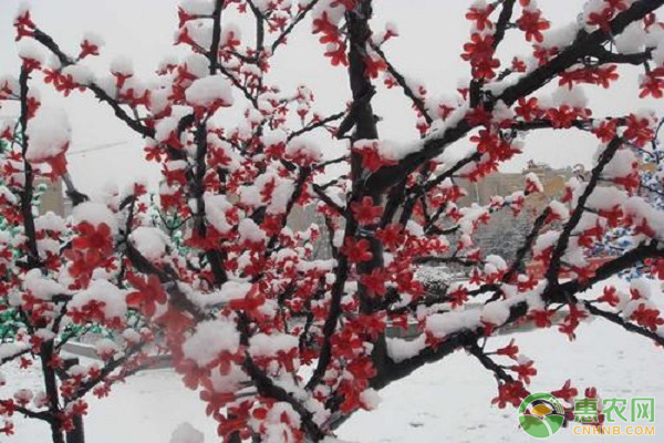 臘梅養(yǎng)殖方法和注意事項(xiàng)-圖片版權(quán)歸惠農(nóng)網(wǎng)所有